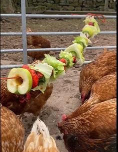 several chickens are lined up in a pen eating food from lettuce and apples