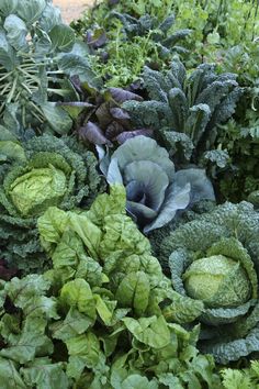 many different types of vegetables are growing in the garden