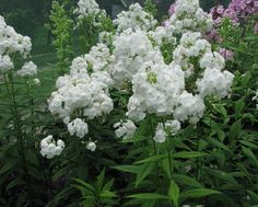 white flowers are blooming in the garden next to some green grass and purple flowers