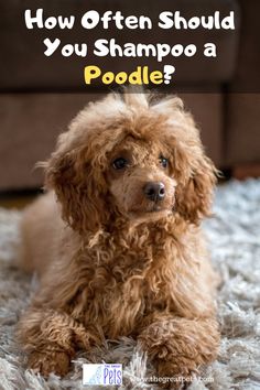 a brown poodle sitting on top of a rug next to a couch with the words how often should you shampoo a poodle?