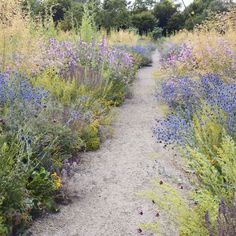 a dirt path surrounded by wildflowers and other plants in the distance with trees in the background