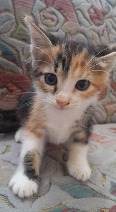 a small kitten sitting on top of a couch