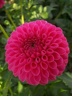 a large pink flower with green leaves in the background