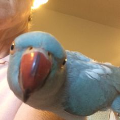 a blue parrot sitting on top of a person's arm next to a mirror