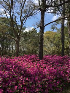 purple flowers are growing in the middle of a wooded area with tall trees and blue sky