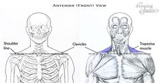 an image of the back and front view of a human body with labels on it