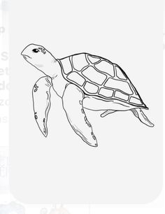 a drawing of a turtle in black and white with the words sea turtles on it