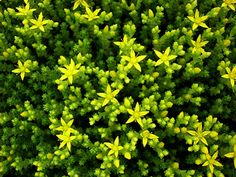 the top view of a green plant with yellow flowers