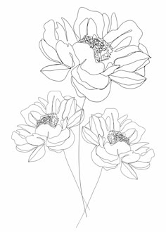 three large flowers are shown in this black and white drawing, with one single flower on the