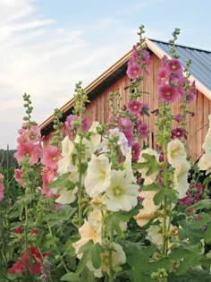 many flowers are blooming in front of a wooden building with a blue sky background