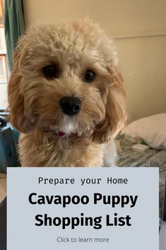 a dog sitting on top of a bed with the words prepare your home cavapoo puppy