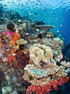 a coral reef with many different types of fish swimming around it and on top of it