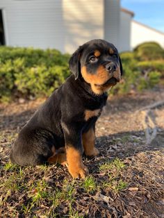 a small black and brown dog sitting on top of a grass covered field next to a house