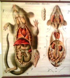 an old medical chart shows the human body and organs in front of a rat on a wooden wall