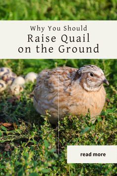 a chicken standing in the grass with text overlay that reads, why you should raise quail on the ground