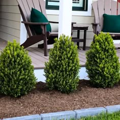 Green Mountain Boxwood natural hedge Cypress Mulch, Boxwood Plant, Boxwood Garden, Air Cleaning Plants, Long Blooming Perennials