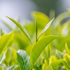 a close up view of some green leaves