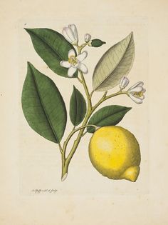 a lemon tree with white flowers and green leaves on it, next to the words l / s citrus x limoon