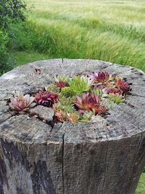 Succulent Garden Design, Succulent Garden Diy, Rock Garden Landscaping, Garden Containers, Woodland Garden, Garden Yard Ideas, Memorial Garden, Tree Stump