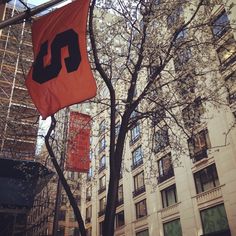 an orange and black flag hanging from the side of a tree in front of tall buildings