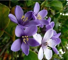 purple flowers are blooming on the tree