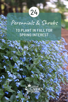 blue flowers with text overlay that reads, perennials and shrubs to plant in fall for spring interest