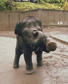 an elephant standing on its hind legs in the dirt