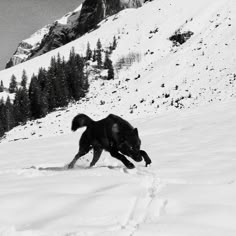 a black dog is running through the snow in front of some mountains and pine trees