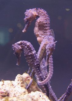 two seahorses sitting on top of rocks in an aquarium