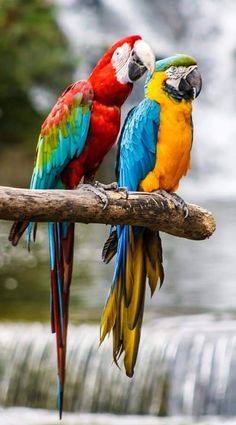 two colorful parrots perched on a tree branch next to a waterfall