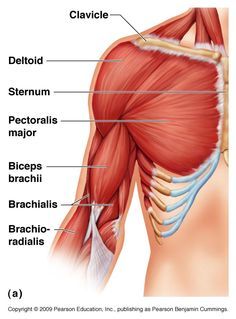 the muscles are labeled in this diagram, and there is also an image of them