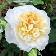 a white and yellow flower with green leaves