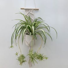 a plant hanging from a wall with some air plants in the bottom right hand corner