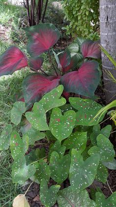 some red and green leaves are growing in the grass near a tree with white dots on it