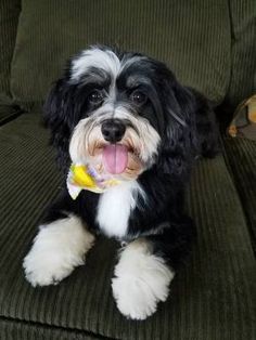 a black and white dog sitting on top of a green couch