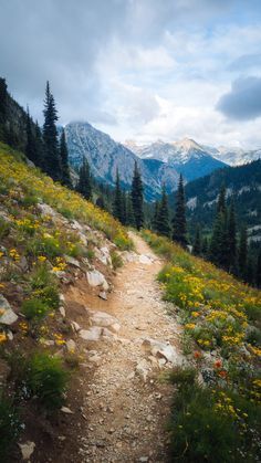 a dirt path in the mountains with wildflowers and pine trees