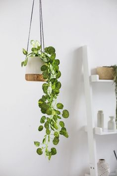 a potted plant hanging from a white wall next to a shelf filled with plants