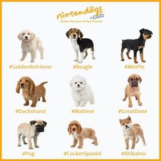 the different breeds of dogs are shown in this poster