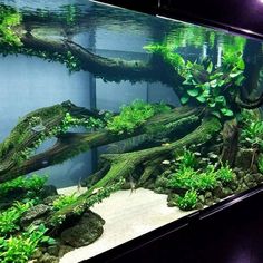 an aquarium filled with lots of green plants and trees growing out of the bottom of it