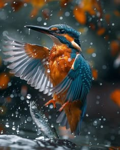 a blue and orange bird with its wings spread in the air, flying over water