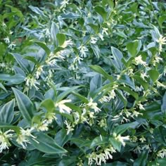 a bush with white flowers and green leaves