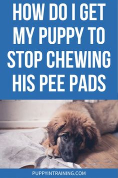 a puppy laying on top of a wooden floor with the words how do i get my puppy to stop chewing his pee pads?