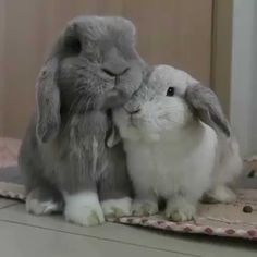 two rabbits are sitting next to each other