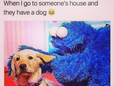 a dog sitting next to a blue stuffed animal with the caption when i go to someone's house and they have a dog