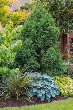 a garden filled with lots of different types of plants and trees in front of a house