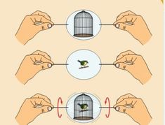 hands holding a bird in a cage and pointing to the other hand with an arrow