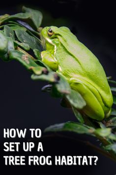 a green frog sitting on top of a leafy branch with the words how to set up a tree frog habitat?