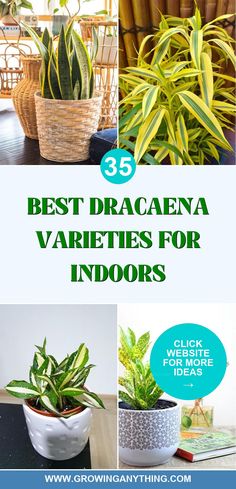 the best dracaena varieties for indoors plants in pots with text overlay that reads, 35 best dracaeana varieties for indoor plants