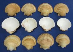 several seashells are shown on a blue background