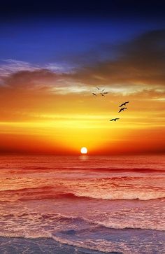 the sun is setting over the ocean with seagulls flying in the sky above